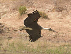 African Woolly-necked Stork