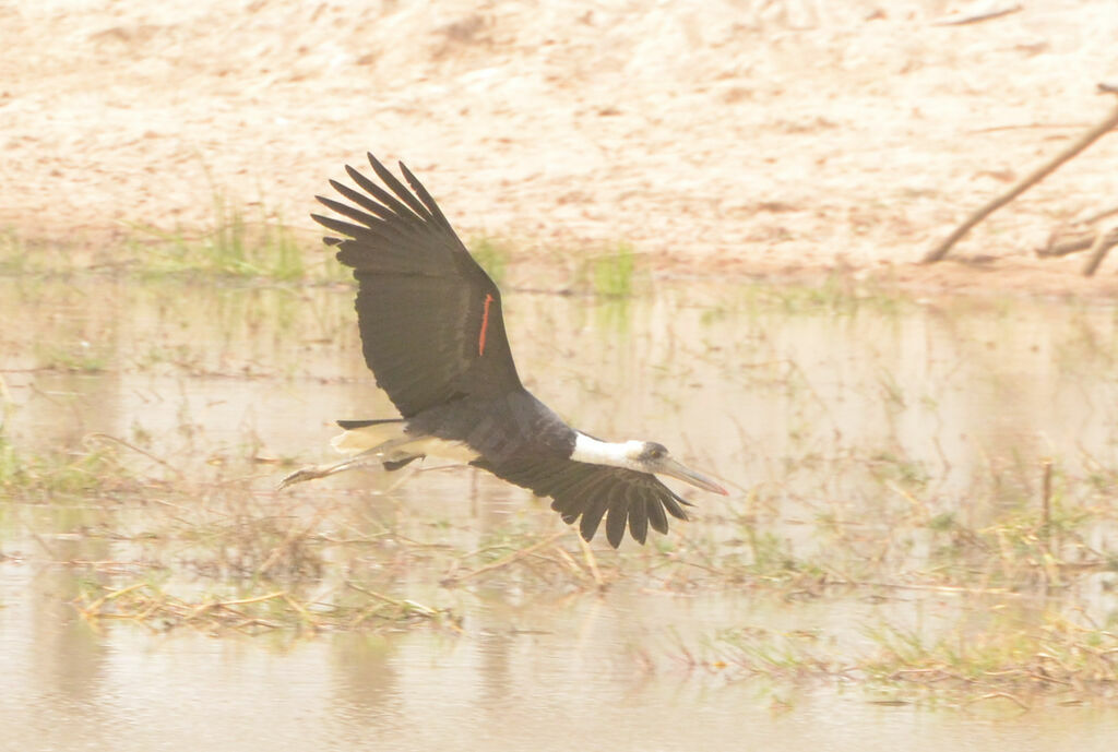 Cigogne à pattes noiresadulte, Vol