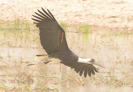 African Woolly-necked Stork