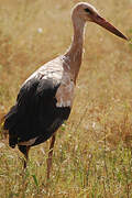 White Stork