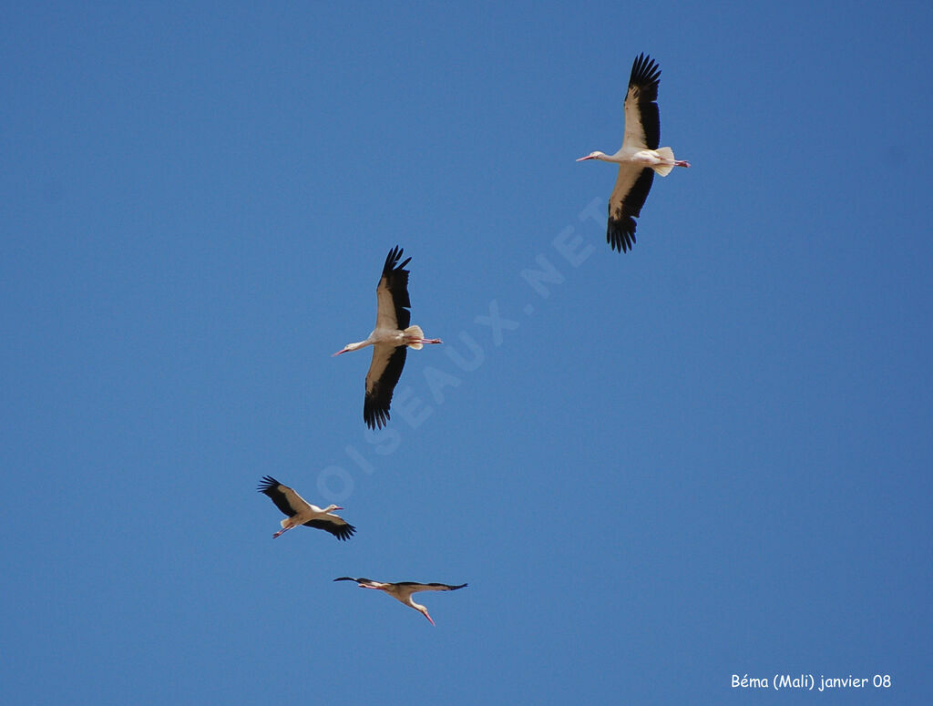 White Stork