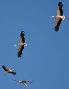 White Stork