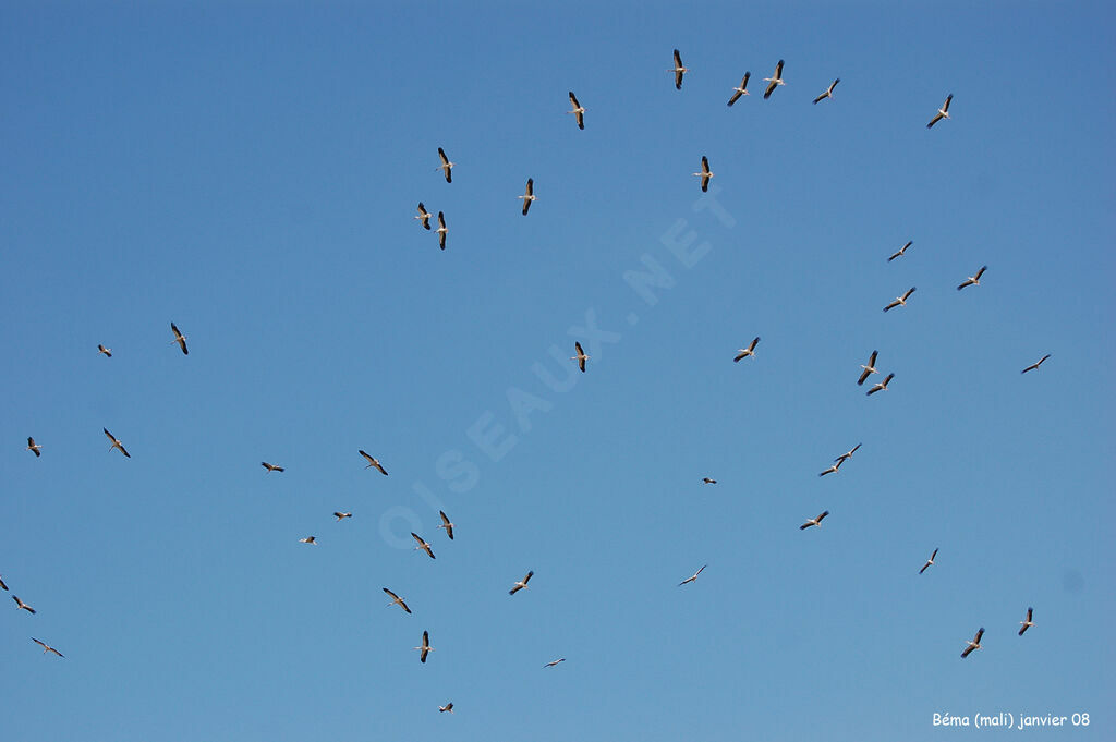 White Stork