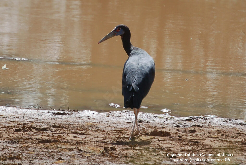 Cigogne d'Abdimadulte internuptial