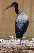 Abdim's Stork