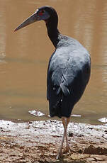 Cigogne d'Abdim