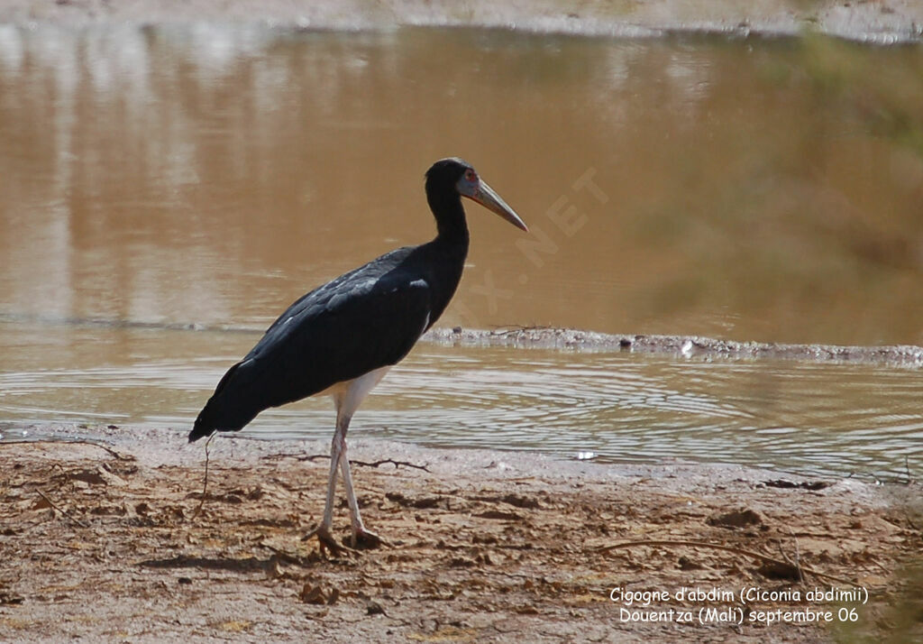 Cigogne d'Abdimadulte internuptial