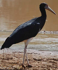 Cigogne d'Abdim