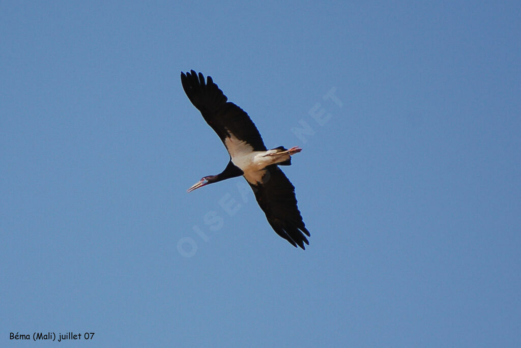 Cigogne d'Abdimadulte