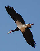 Abdim's Stork