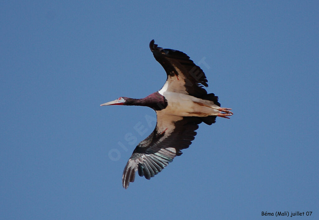 Cigogne d'Abdimadulte