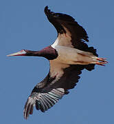 Abdim's Stork