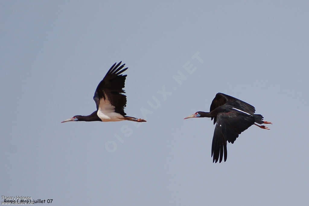 Cigogne d'Abdimadulte, pigmentation, Vol