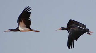 Cigogne d'Abdim