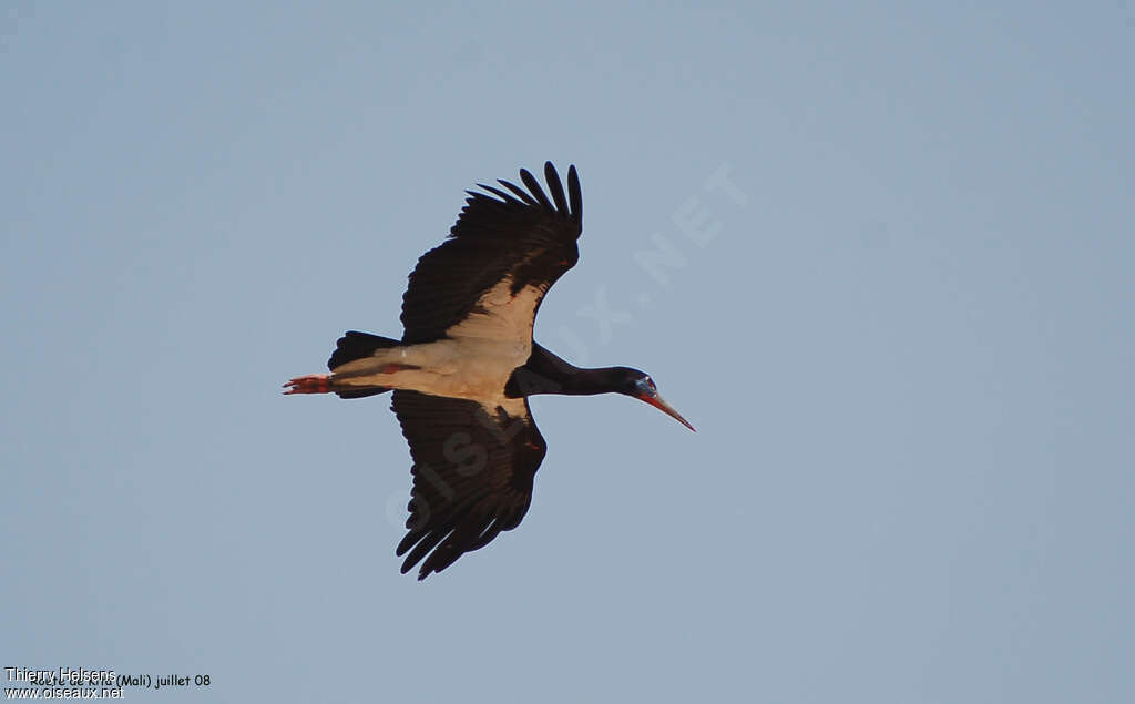 Cigogne d'Abdimadulte nuptial, Vol