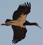 Abdim's Stork