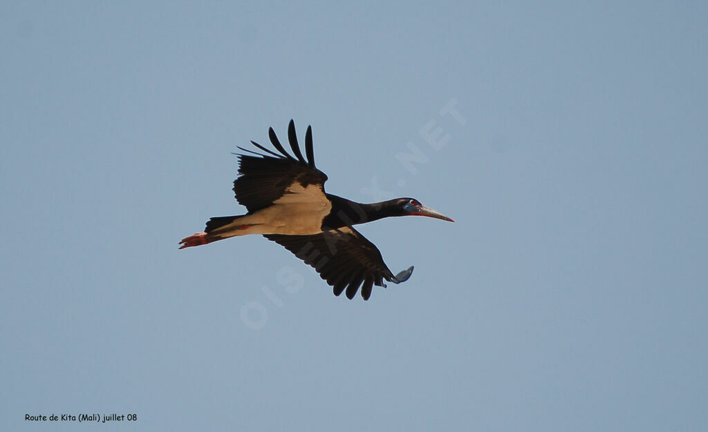 Cigogne d'Abdimadulte nuptial