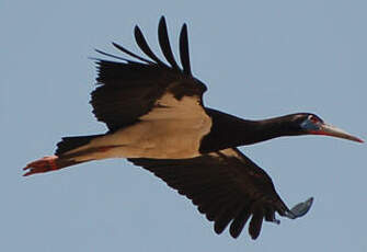 Cigogne d'Abdim