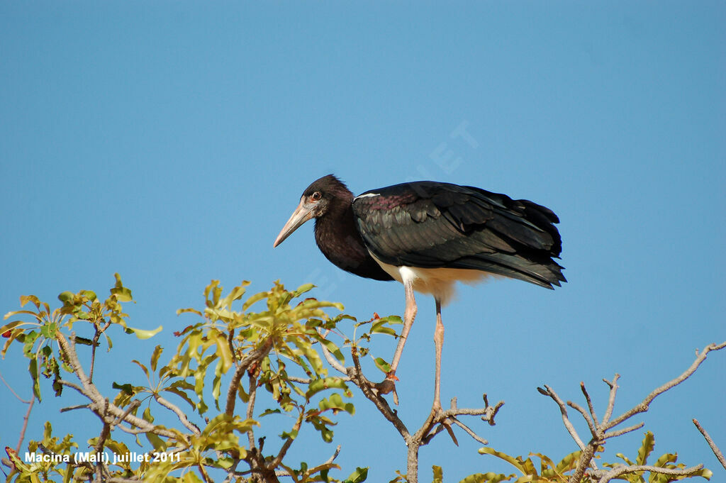 Abdim's Storkadult