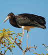 Cigogne d'Abdim