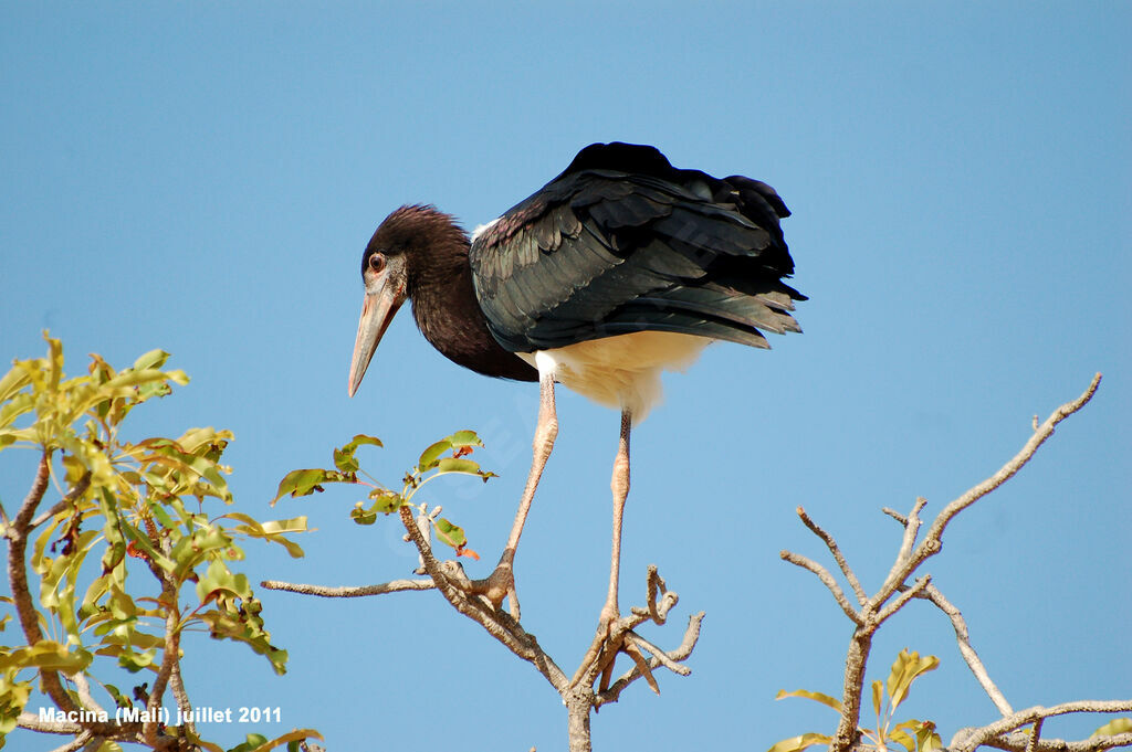 Cigogne d'Abdimadulte, identification