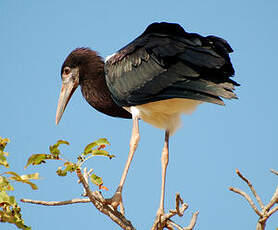 Cigogne d'Abdim