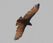 Brown Snake Eagle