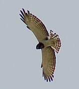 Beaudouin's Snake Eagle