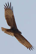 Beaudouin's Snake Eagle