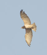 Beaudouin's Snake Eagle