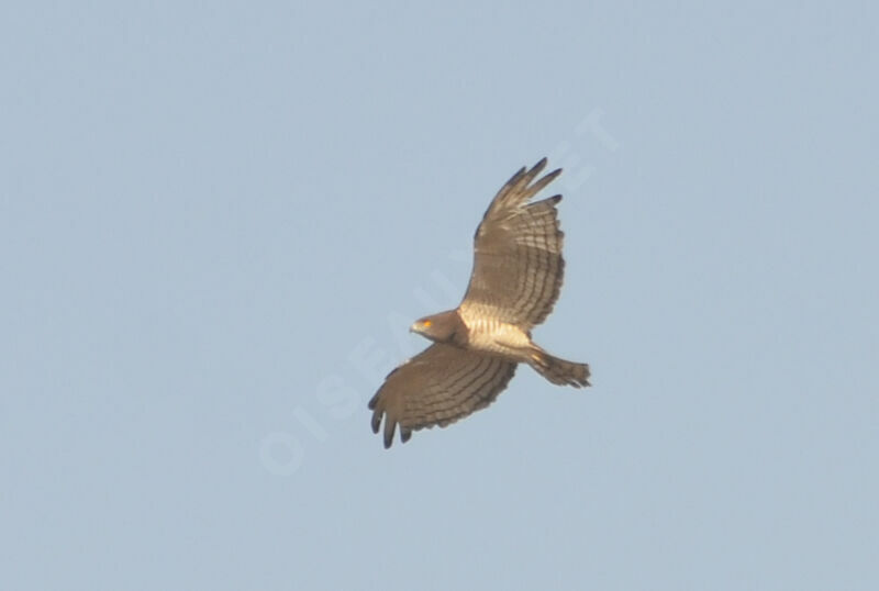 Beaudouin's Snake Eagle, Flight