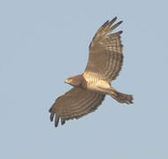 Beaudouin's Snake Eagle