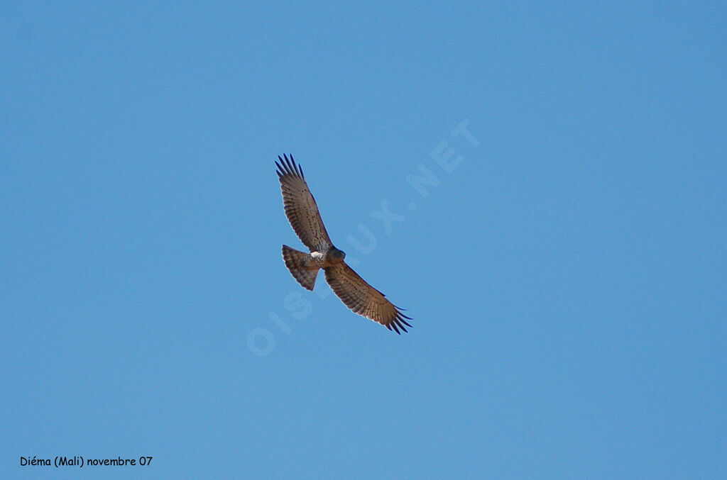 Short-toed Snake Eagle