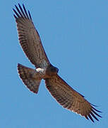 Short-toed Snake Eagle