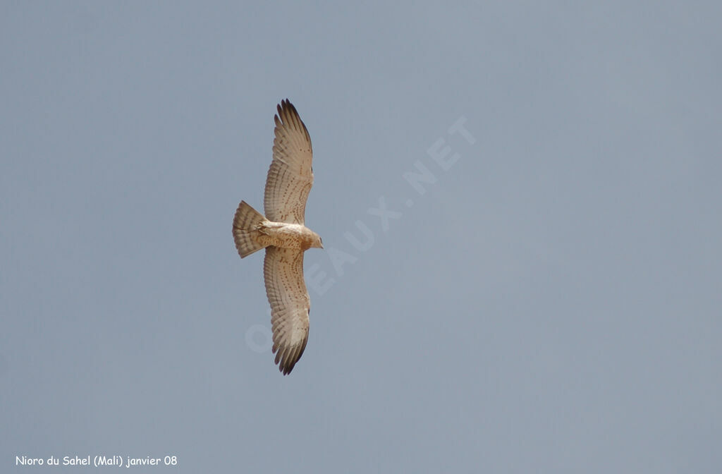 Short-toed Snake EagleFirst year