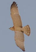 Short-toed Snake Eagle