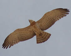 Short-toed Snake Eagle