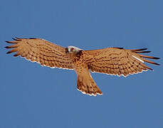 Short-toed Snake Eagle