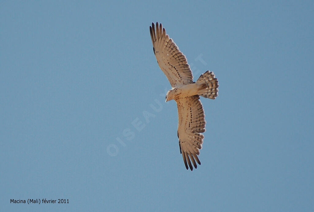 Short-toed Snake Eagle, Flight