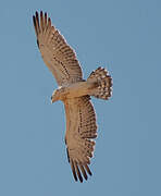 Short-toed Snake Eagle