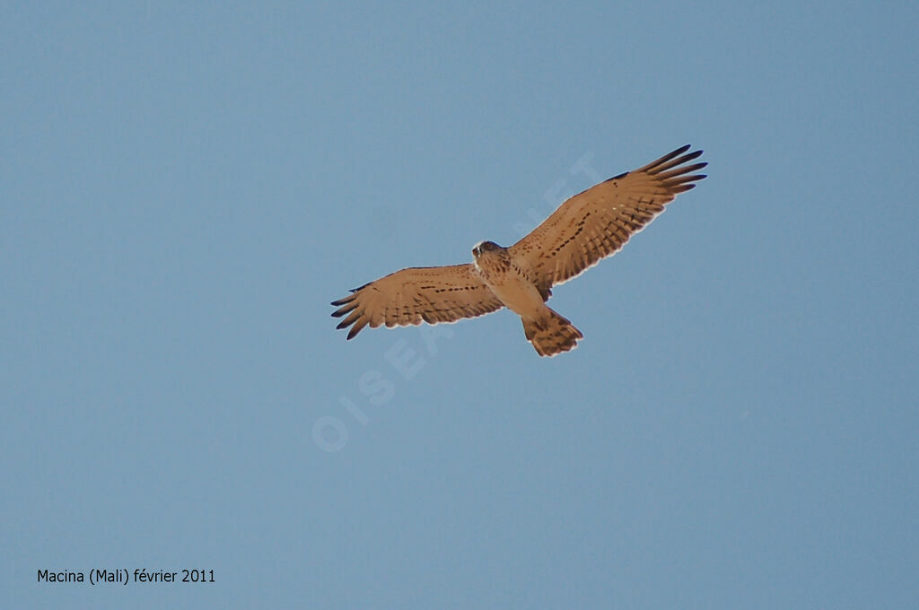 Short-toed Snake Eagle