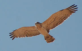 Short-toed Snake Eagle