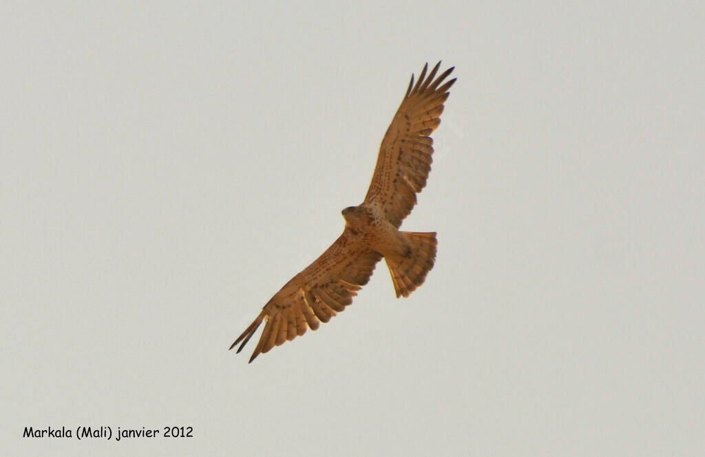 Short-toed Snake Eagle, Flight