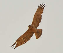 Short-toed Snake Eagle