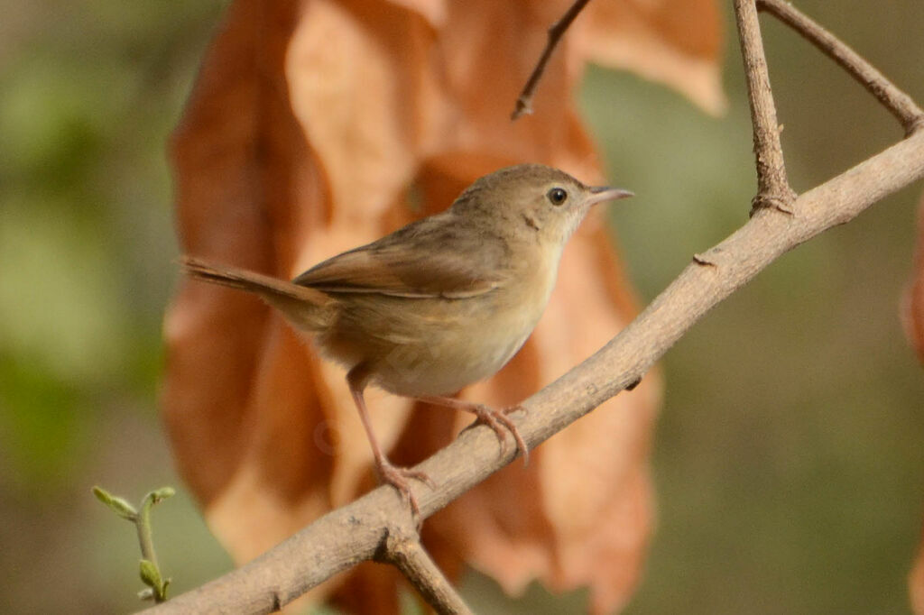 Cisticole à ailes courtesadulte, identification, composition