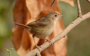 Short-winged Cisticola