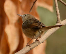 Short-winged Cisticola