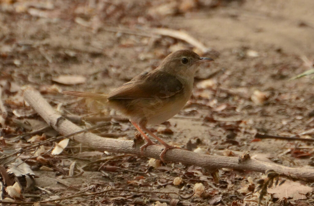 Short-winged Cisticola, identification, aspect