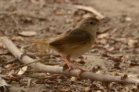 Short-winged Cisticola