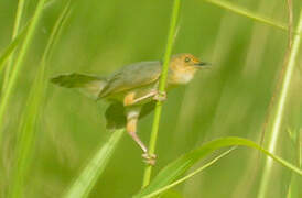 Red-faced Cisticola